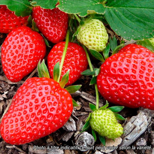 Plant de fraisier charlotte bio – La Ferme de Sainte Marthe