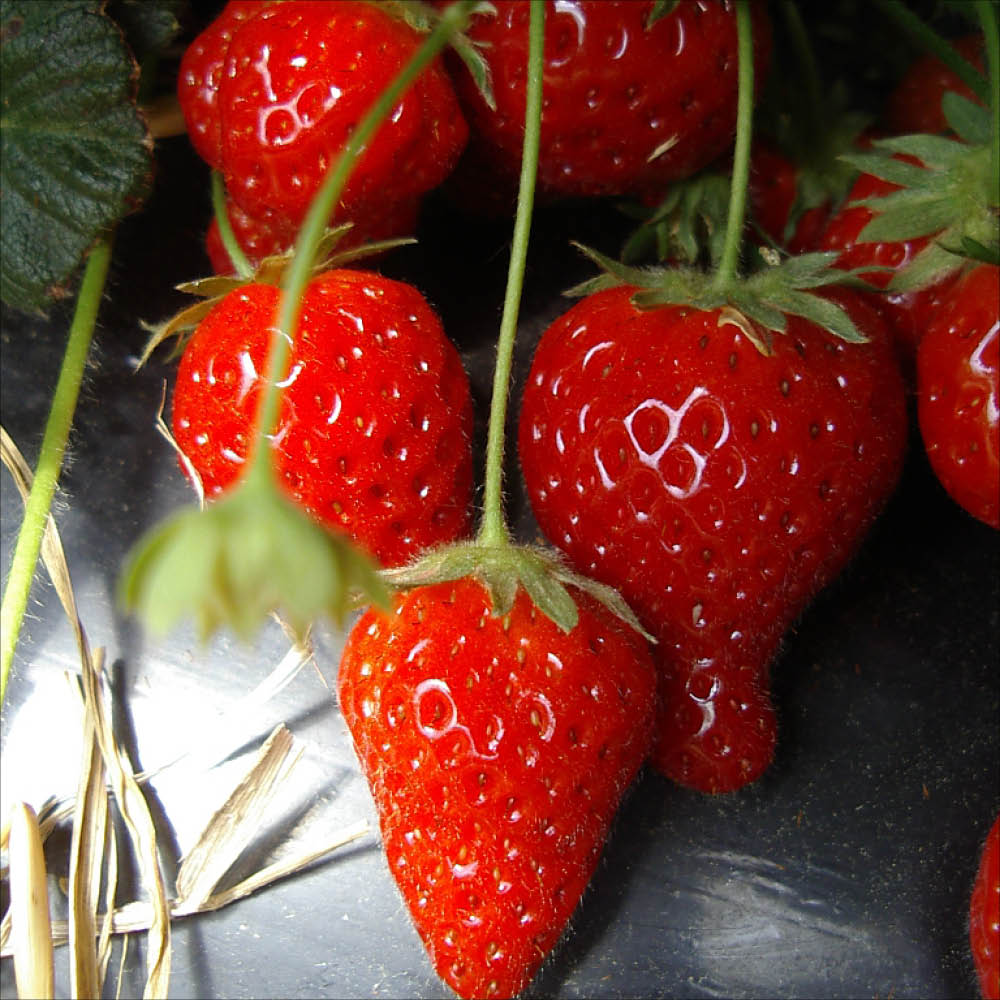 Plant de fraisier cijosée bio – La Ferme de Sainte Marthe