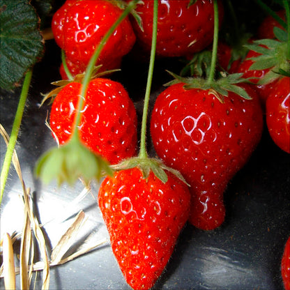 Plant de fraisier cijosée bio – La Ferme de Sainte Marthe
