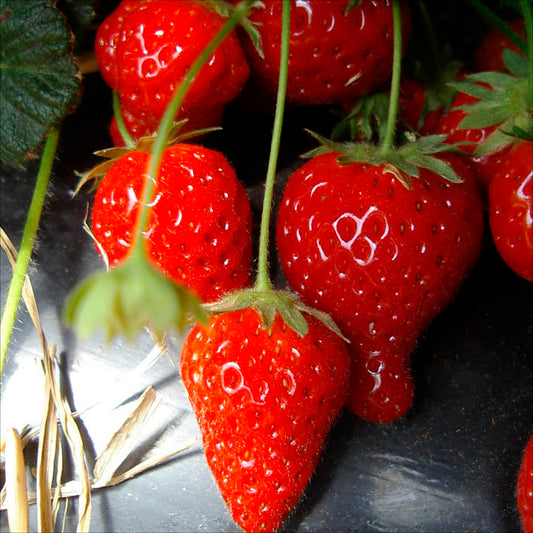 Plant de fraisier cijosée bio – La Ferme de Sainte Marthe