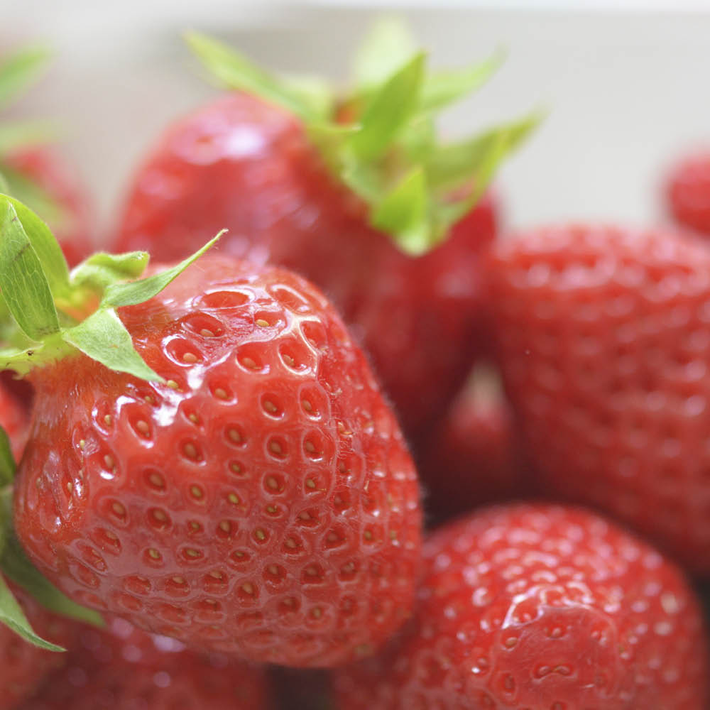 Plant de fraisier cirafine bio – La Ferme de Sainte Marthe