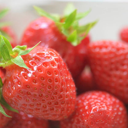 Plant de fraisier cirafine bio – La Ferme de Sainte Marthe