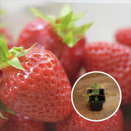 Plant de fraisier cirafine bio – La Ferme de Sainte Marthe