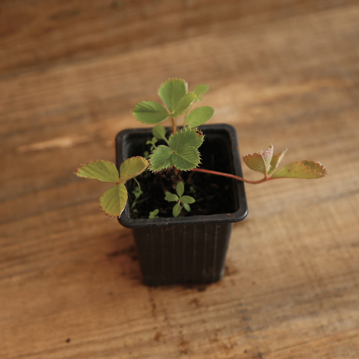 Plant de fraisier en pot – La Ferme de Sainte Marthe