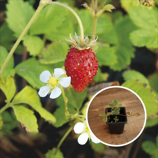 Plant de fraisier fraise des bois (reine des vallées) bio – La Ferme de Sainte Marthe
