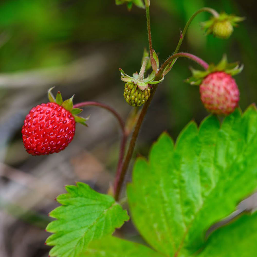 Plant de fraisier fraise des bois – La Ferme de Sainte Marthe