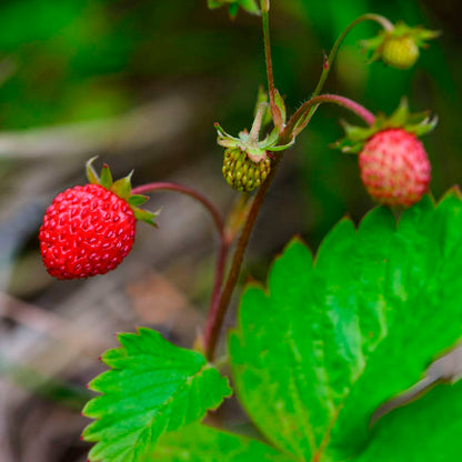 Plant de fraisier fraise des bois – La Ferme de Sainte Marthe