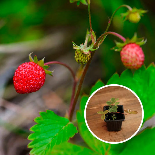 Plant de fraisier fraise des bois – La Ferme de Sainte Marthe
