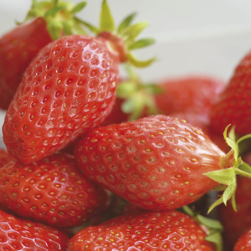 Plant de fraisier gariguette bio – La Ferme de Sainte Marthe