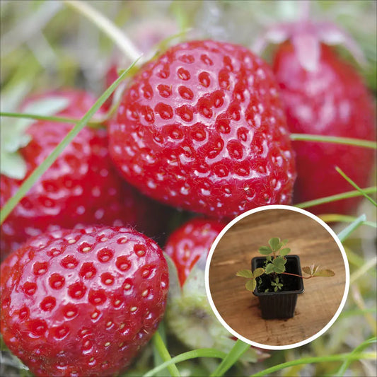 Plant de fraisier madame moutot bio – La Ferme de Sainte Marthe