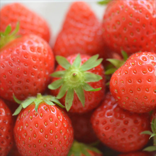 Plant de fraisier mara des bois bio – La Ferme de Sainte Marthe