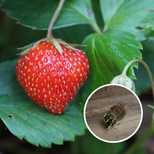 Plant de fraisier mara des bois bio – La Ferme de Sainte Marthe