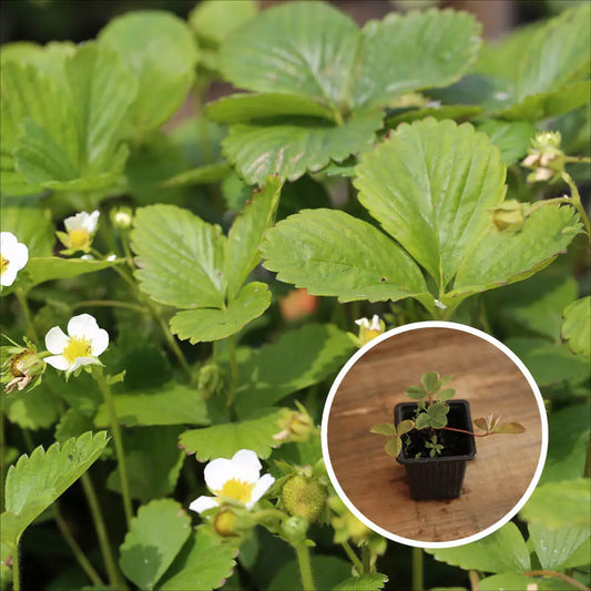 Plant de fraisier mount everest bio – La Ferme de Sainte Marthe