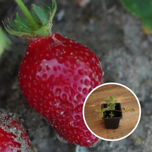 Plant de fraisier nova gento – La Ferme de Sainte Marthe