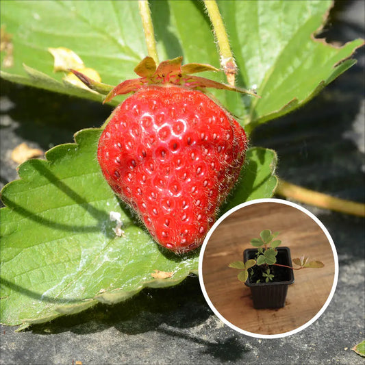 Plant de fraisier talisman bio – La Ferme de Sainte Marthe