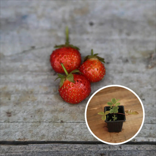Plant de fraisier vicomtesse de héricart de thury bio – La Ferme de Sainte Marthe