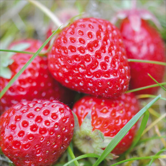 Plant de fraisier – La Ferme de Sainte Marthe