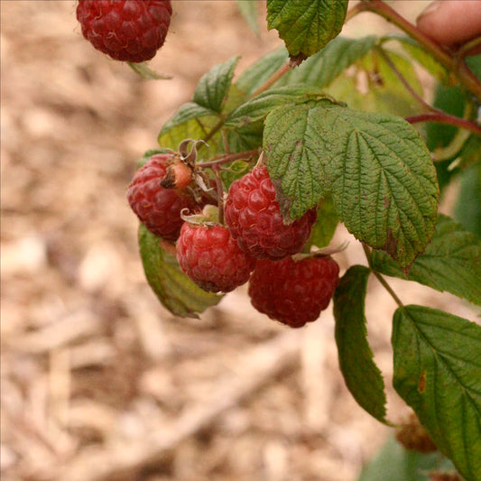 Plant de framboisier augustred bio – La Ferme de Sainte Marthe