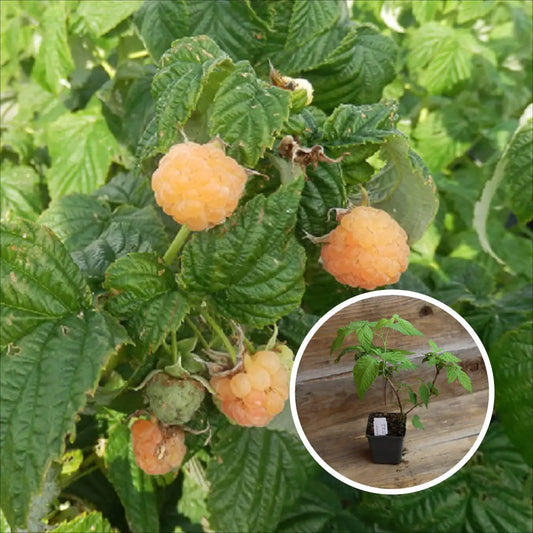 Plant de framboisier autumn amber bio – La Ferme de Sainte Marthe