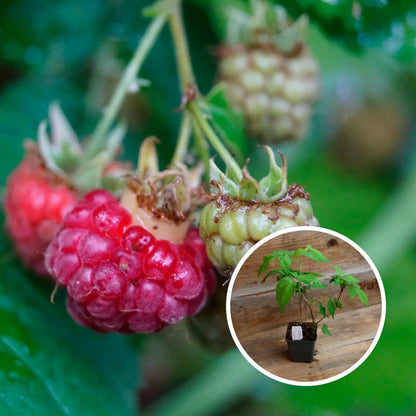 Plant de framboisier baron de wavre bio – La Ferme de Sainte Marthe