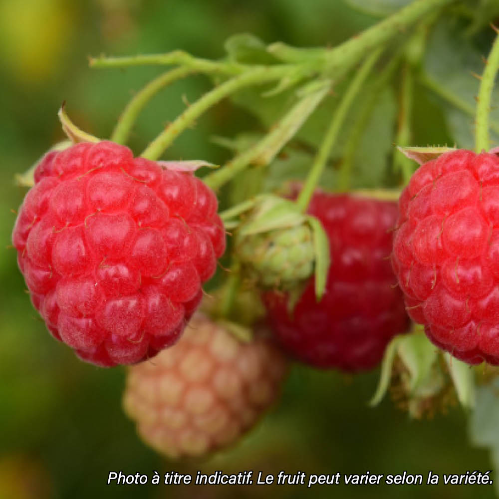 Plant de framboisier bio – La Ferme de Sainte Marthe