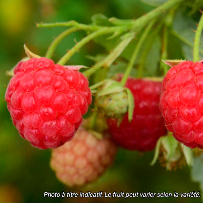 Plant de framboisier bio – La Ferme de Sainte Marthe