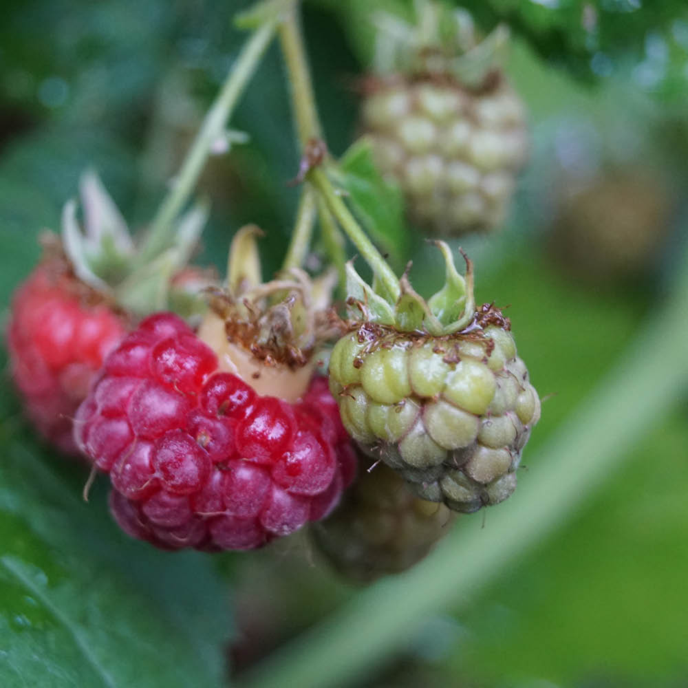 Plant de framboisier bio – La Ferme de Sainte Marthe