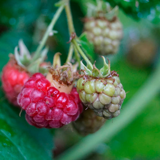 Plant de framboisier bio – La Ferme de Sainte Marthe
