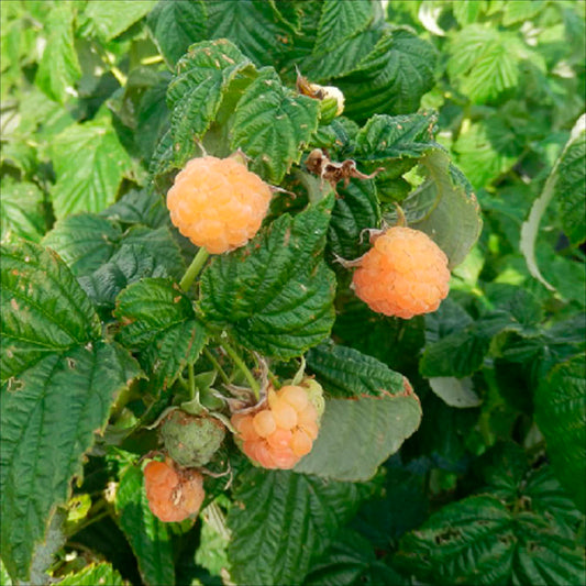 Plant de framboisier blanc fall gold bio – La Ferme de Sainte Marthe