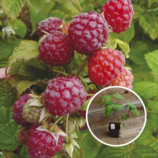 Plant de framboisier blissy autumn bliss bio – La Ferme de Sainte Marthe