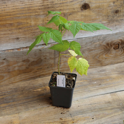 Plant de framboisier en pot – La Ferme de Sainte Marthe