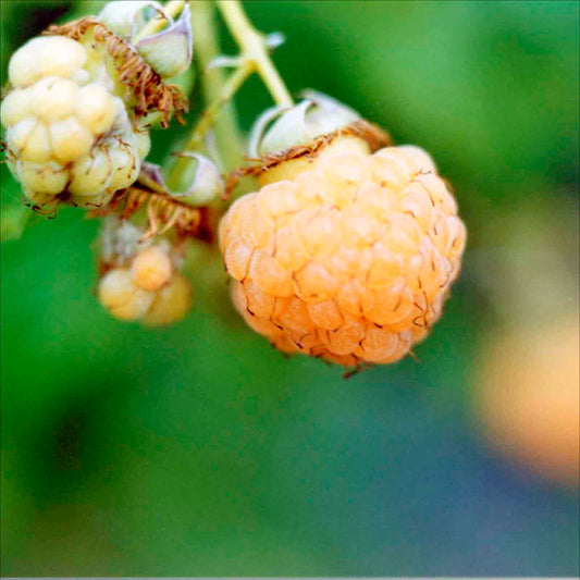 Plant de framboisier golden queen bio – La Ferme de Sainte Marthe