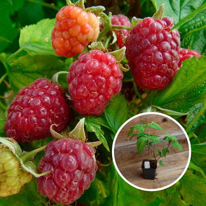 Plant de framboisier happystar® bio – La Ferme de Sainte Marthe