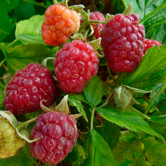 Plant de framboisier happystar® bio – La Ferme de Sainte Marthe