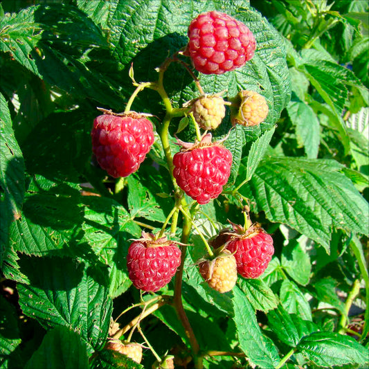 Plant de framboisier heritage bio – La Ferme de Sainte Marthe