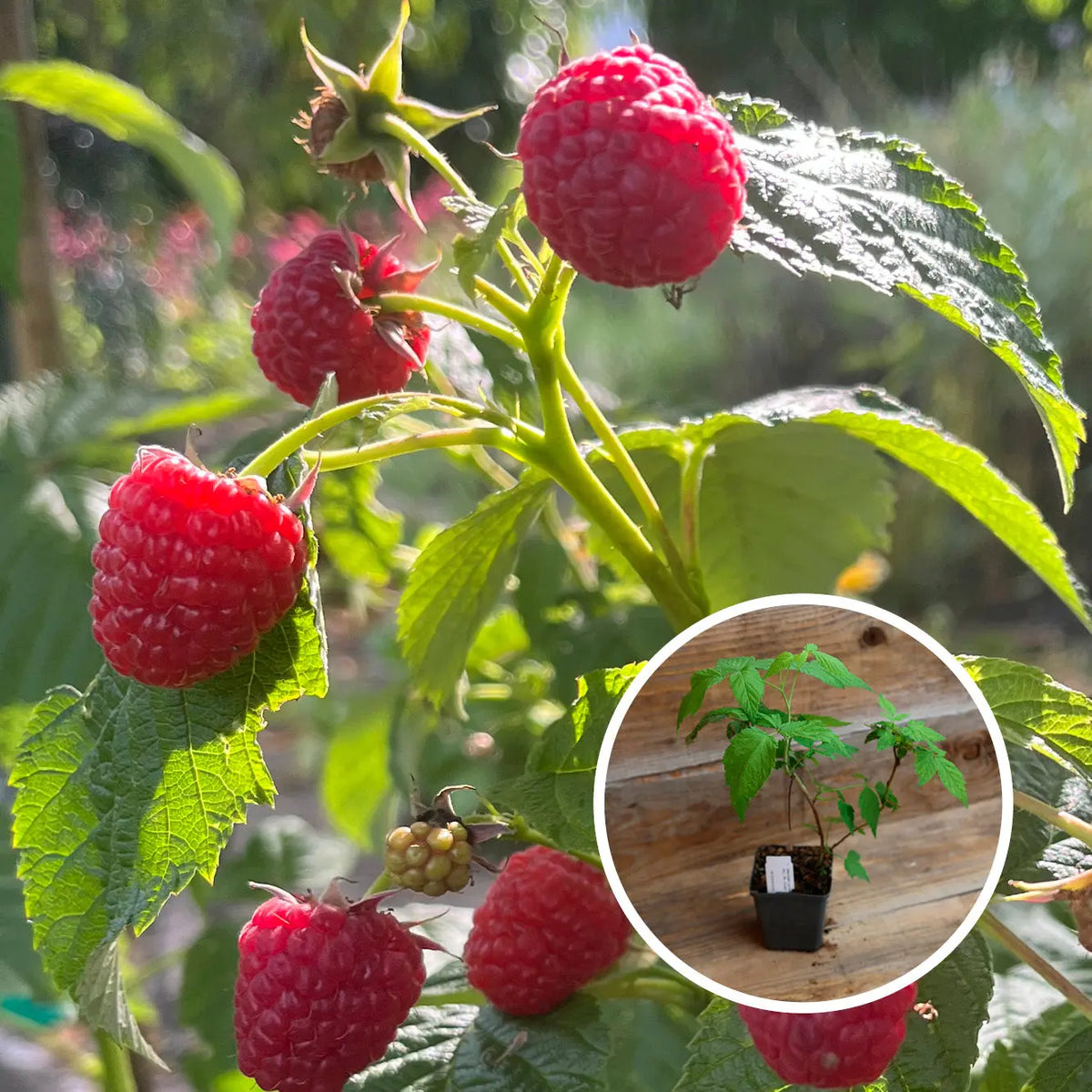 Plant de framboisier mademoiselle françoise® bio – La Ferme de Sainte Marthe