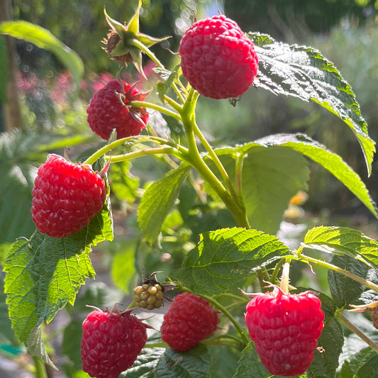 Plant de framboisier mademoiselle françoise® bio – La Ferme de Sainte Marthe