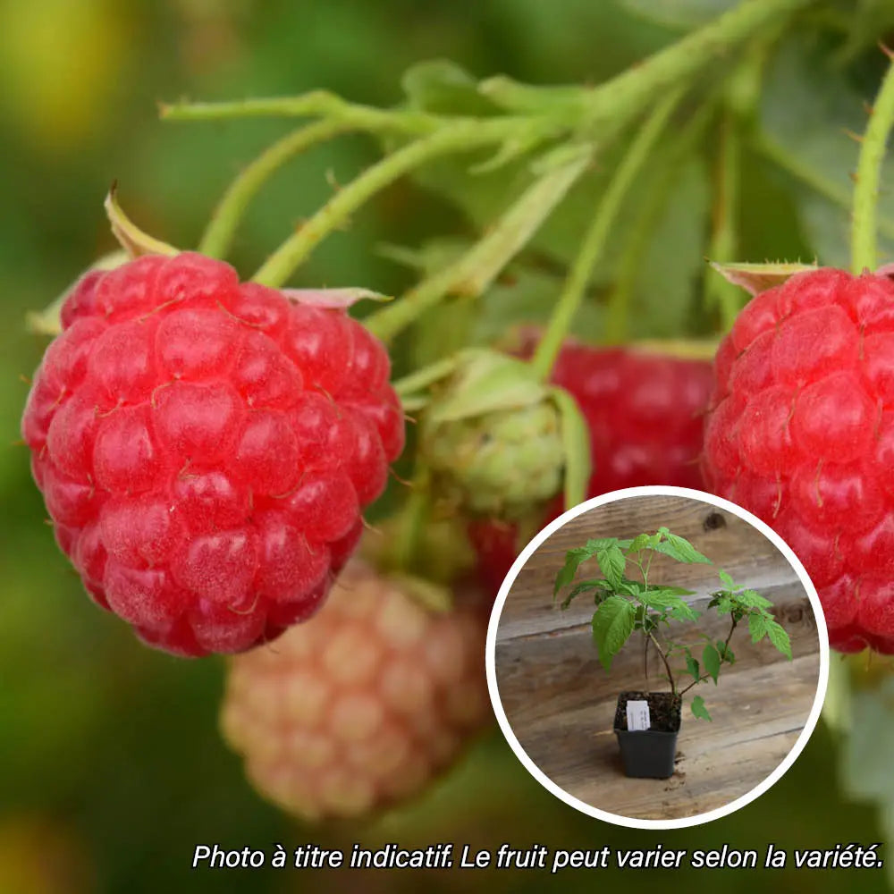 Plant de framboisier malling passion bio – La Ferme de Sainte Marthe