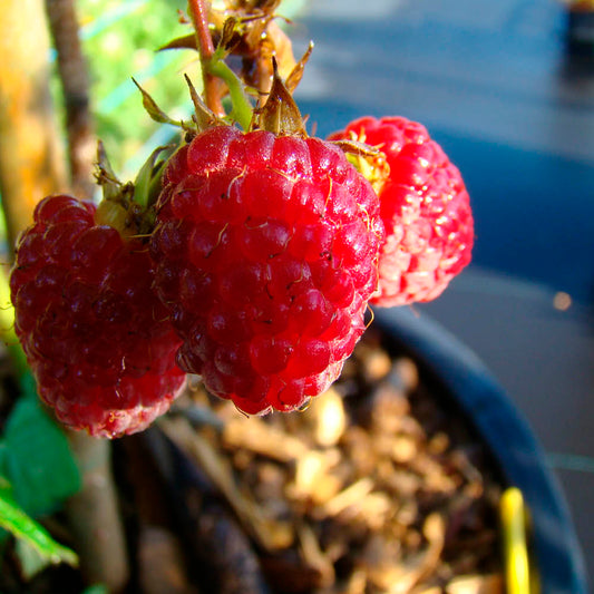 Plant de framboisier meeker bio – La Ferme de Sainte Marthe