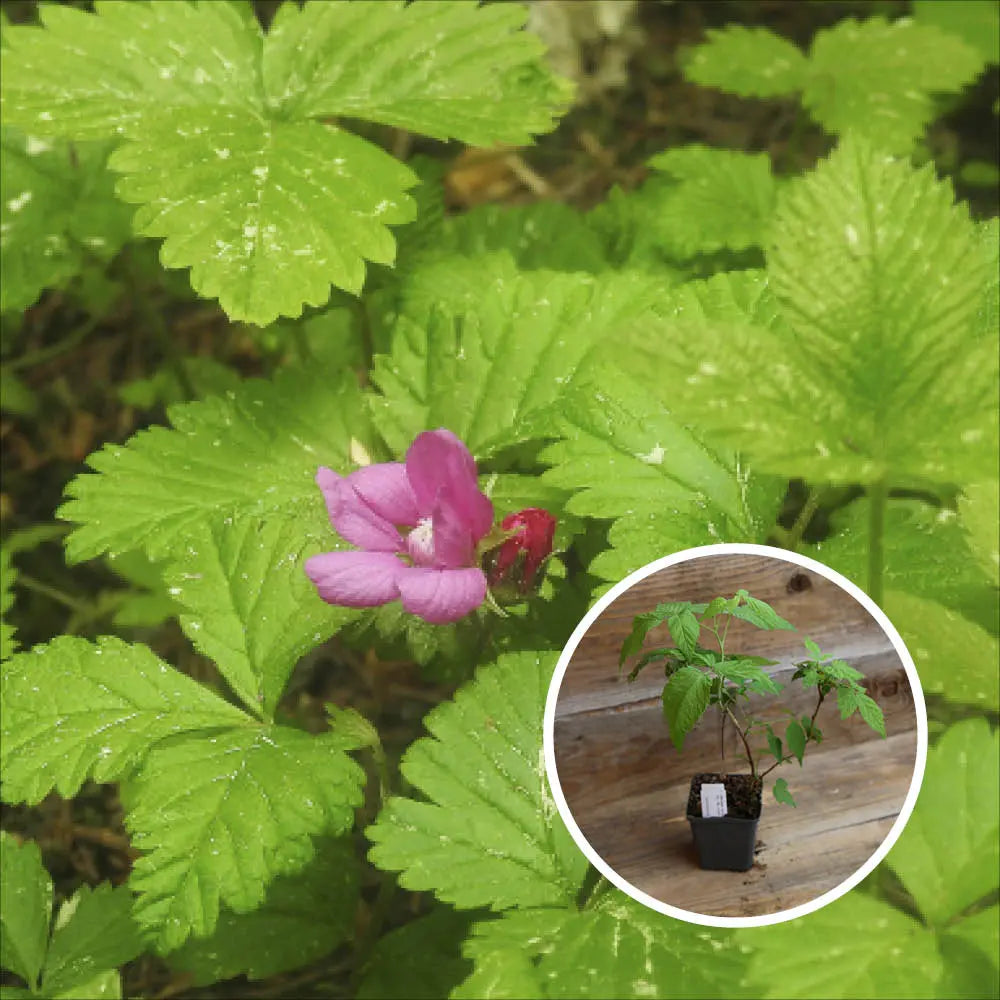 Plant de framboisier nain arctique sofia bio – La Ferme de Sainte Marthe
