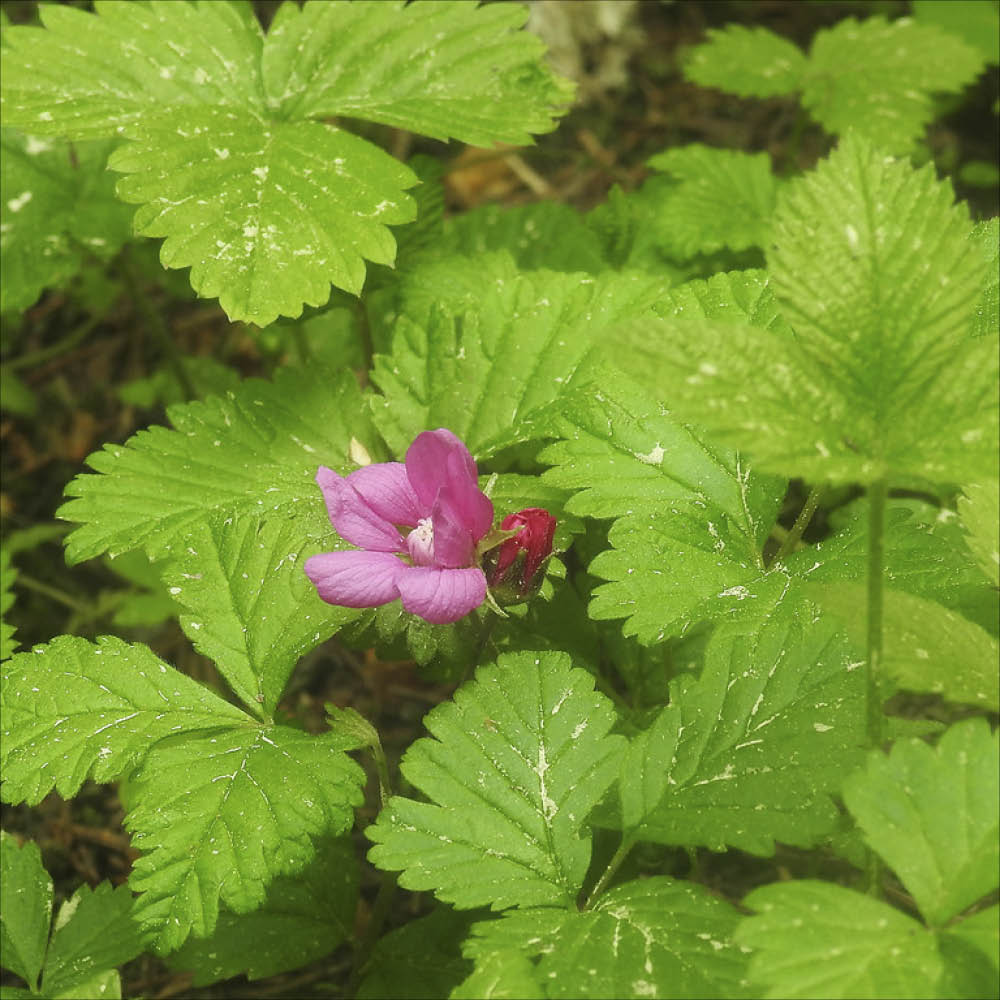Plant de framboisier nain arctique sofia bio – La Ferme de Sainte Marthe