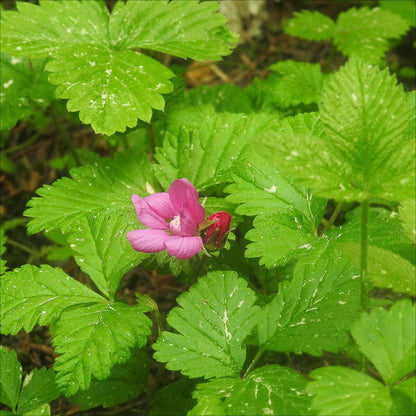 Plant de framboisier nain arctique sofia bio – La Ferme de Sainte Marthe