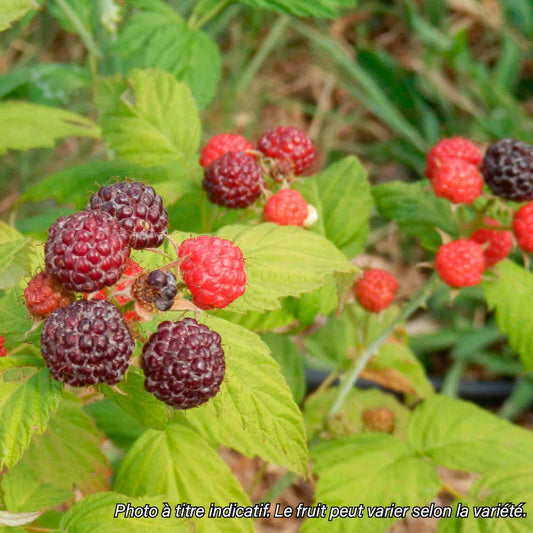 Plant de framboisier noir jewel bio – La Ferme de Sainte Marthe