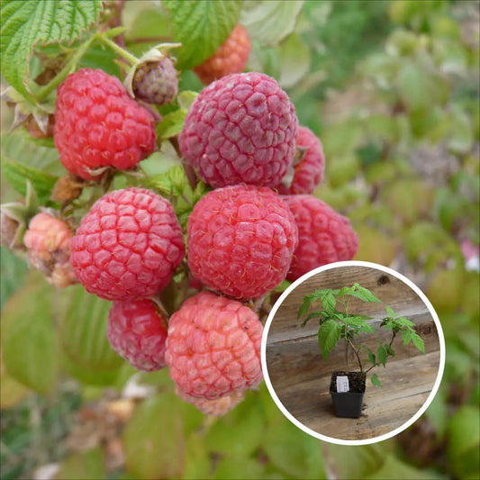 Plant de framboisier paris bio – La Ferme de Sainte Marthe