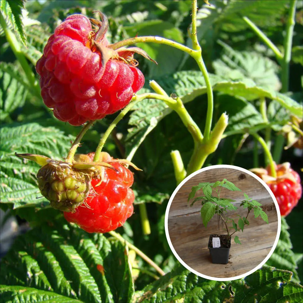 Plant de framboisier rouge capitou bio – La Ferme de Sainte Marthe