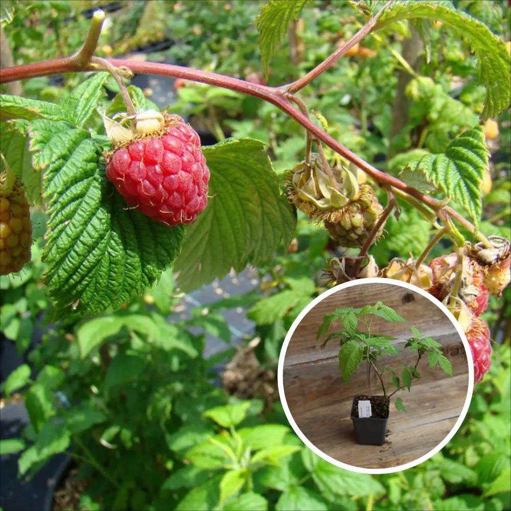 Plant de framboisier rouge frida bio – La Ferme de Sainte Marthe