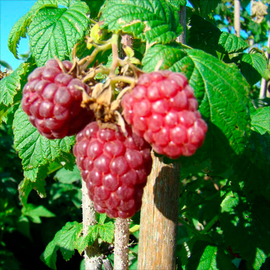Plant de framboisier rouge lloyd george bio – La Ferme de Sainte Marthe