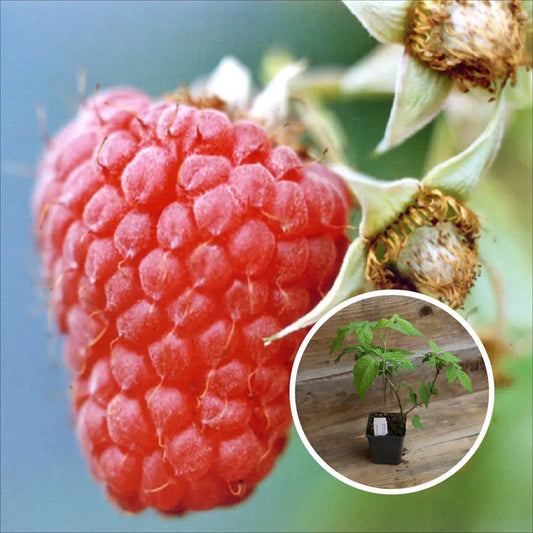 Plant de framboisier rouge malling exploit bio – La Ferme de Sainte Marthe