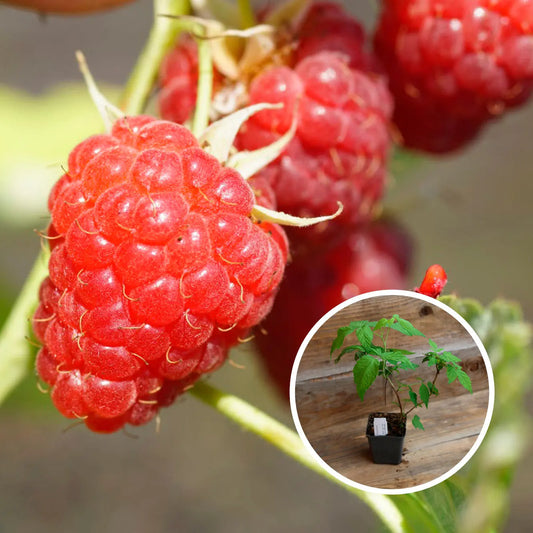 Plant de framboisier rouge malling promise bio – La Ferme de Sainte Marthe