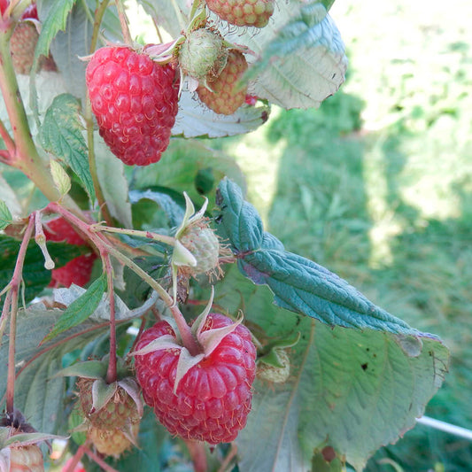 Plant de framboisier rouge polka bio – La Ferme de Sainte Marthe